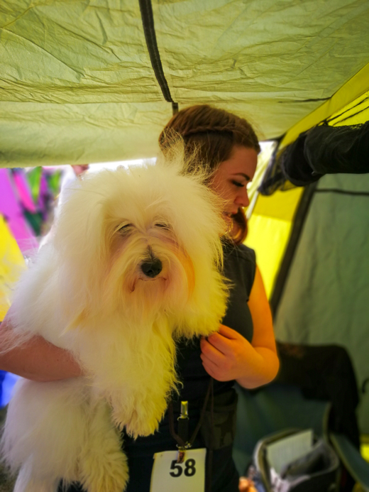 Coton De Tulear