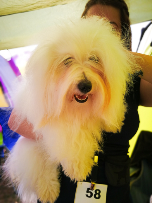 Coton De Tulear