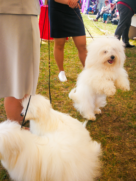 Coton De Tulear