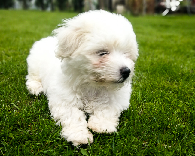 Coton De Tulear