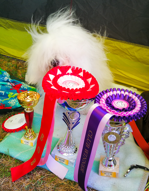 Coton De Tulear