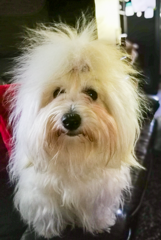 Coton De Tulear