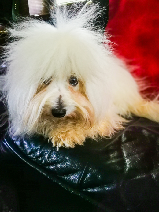 Coton De Tulear