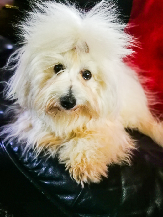 Coton De Tulear