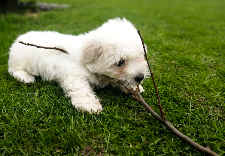 Coton De Tulear