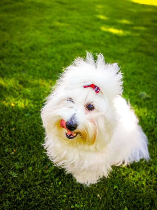 Coton De Tulear