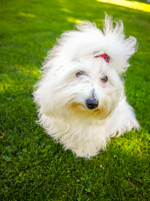 Coton De Tulear