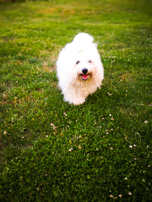 Coton De Tulear