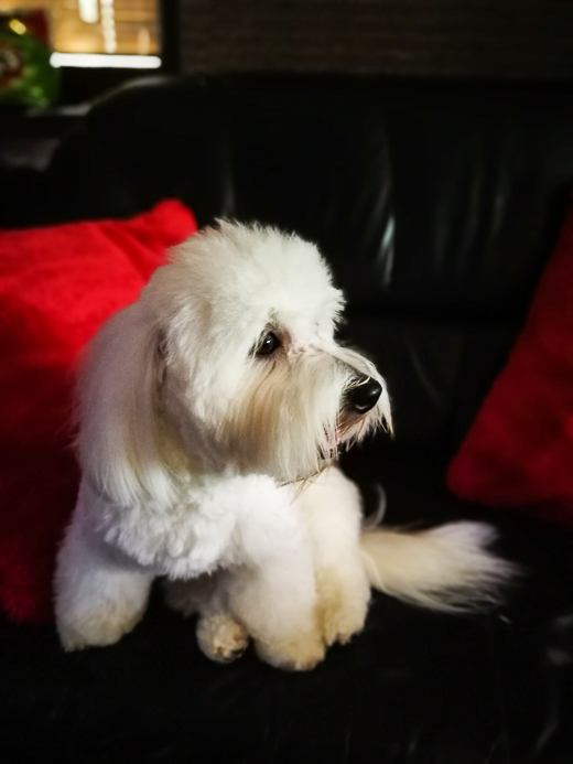 Coton De Tulear