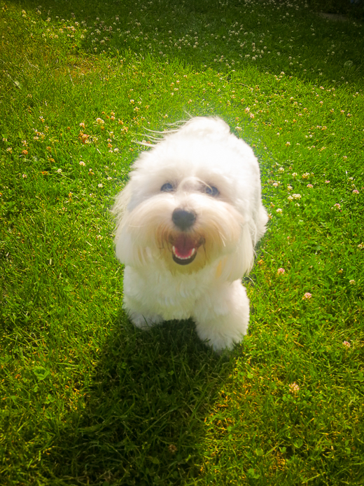 Coton De Tulear