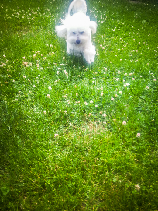 Coton De Tulear