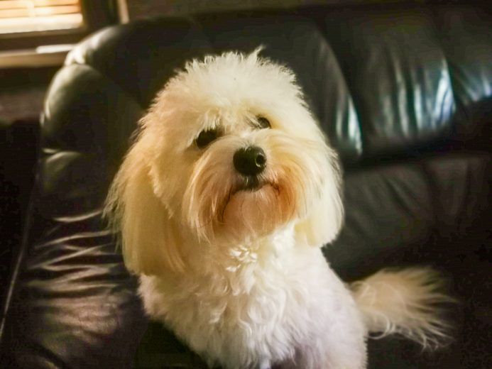 Coton De Tulear