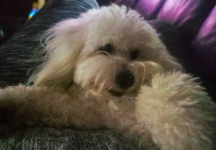 Coton De Tulear