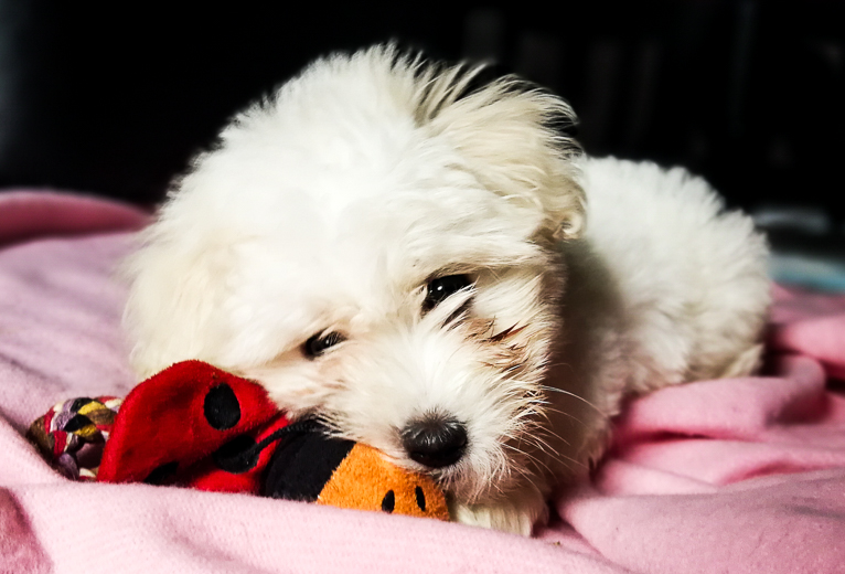 Coton De Tulear