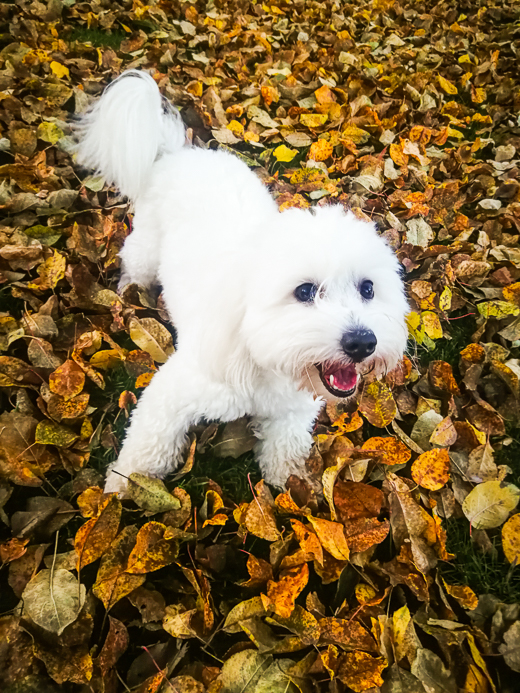 Coton De Tulear