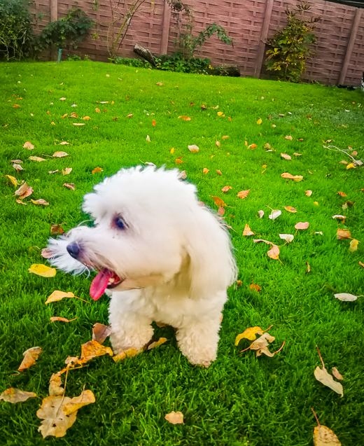 Coton De Tulear