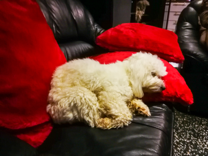 Coton De Tulear