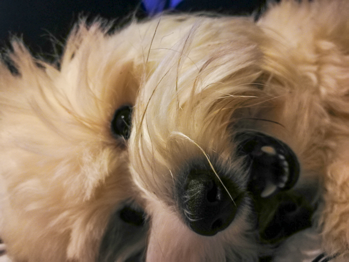 Coton De Tulear