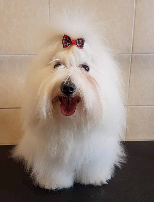 Coton De Tulear