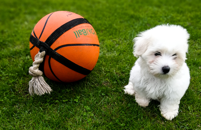 Coton De Tulear