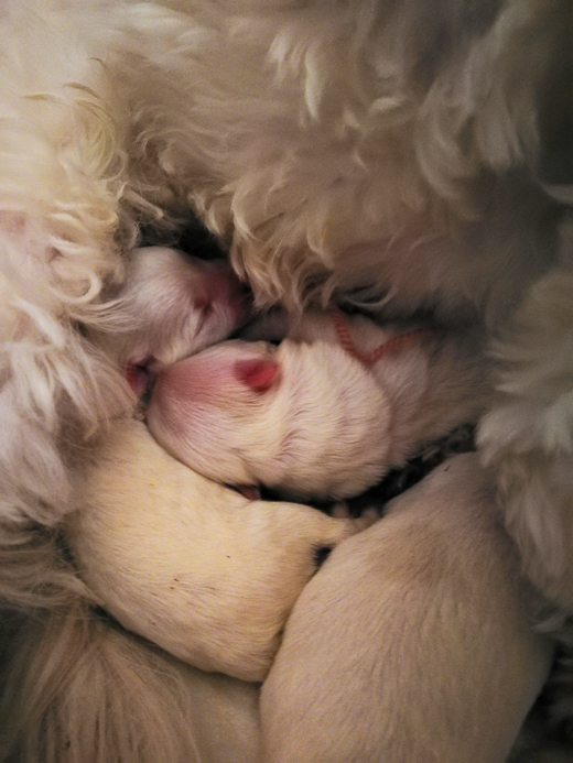 Coton De Tulear