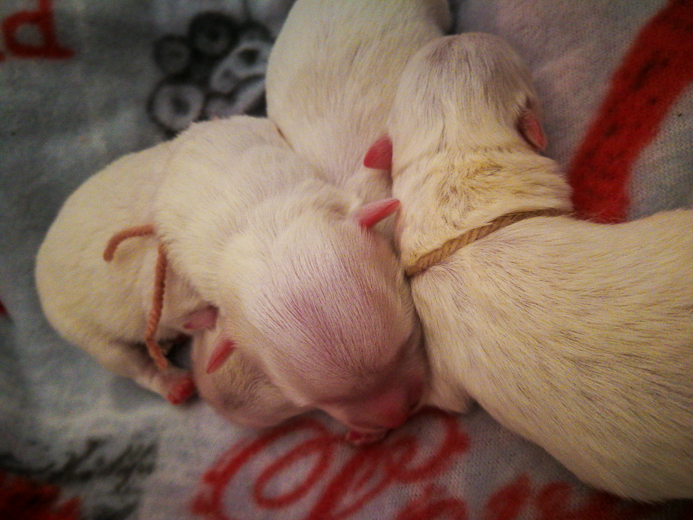 Coton De Tulear