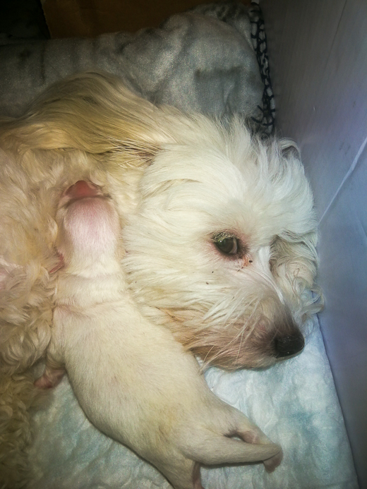 Coton De Tulear