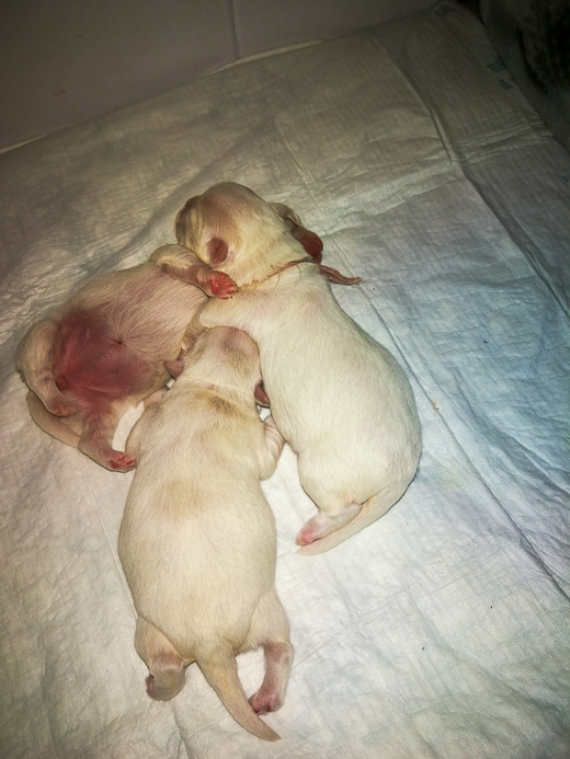 Coton De Tulear