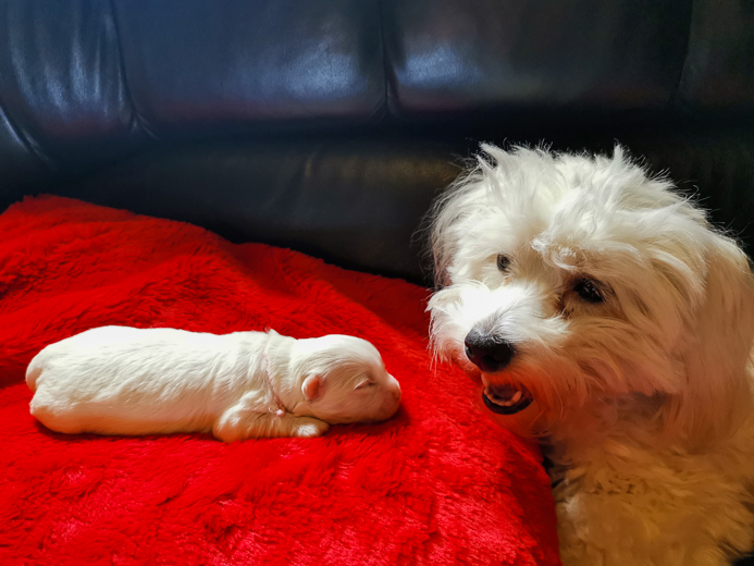 Coton De Tulear