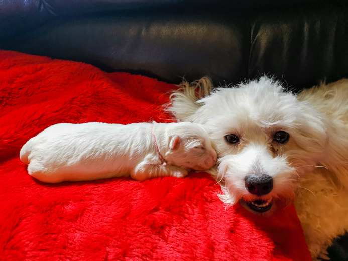 Coton De Tulear