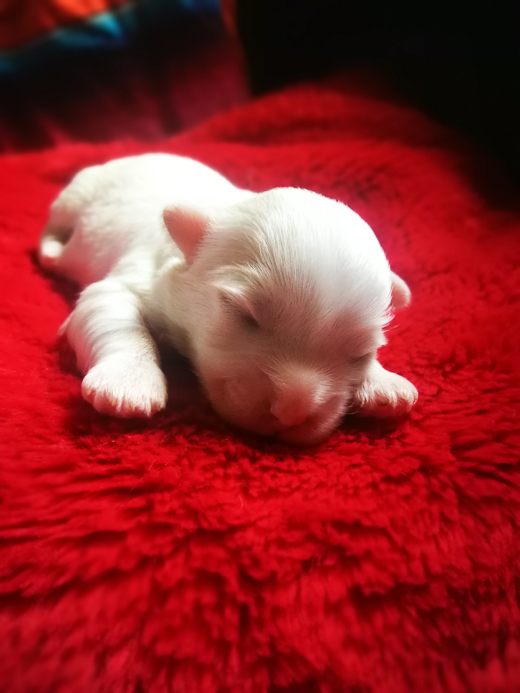 Coton De Tulear