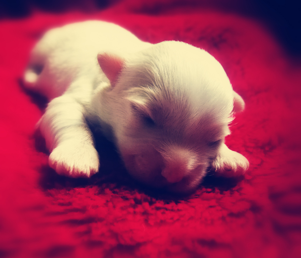 Coton De Tulear