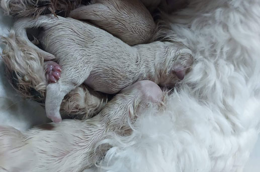 coton_de_tulear