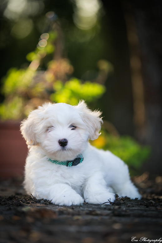 coton_de_tulear