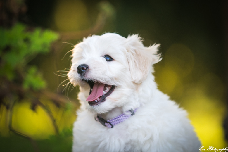 coton_de_tulear