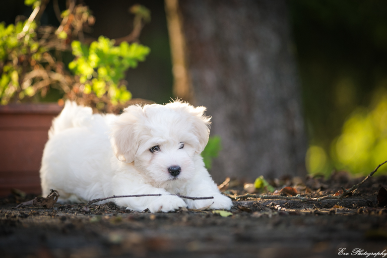 coton_de_tulear