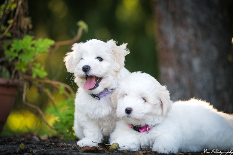 coton_de_tulear