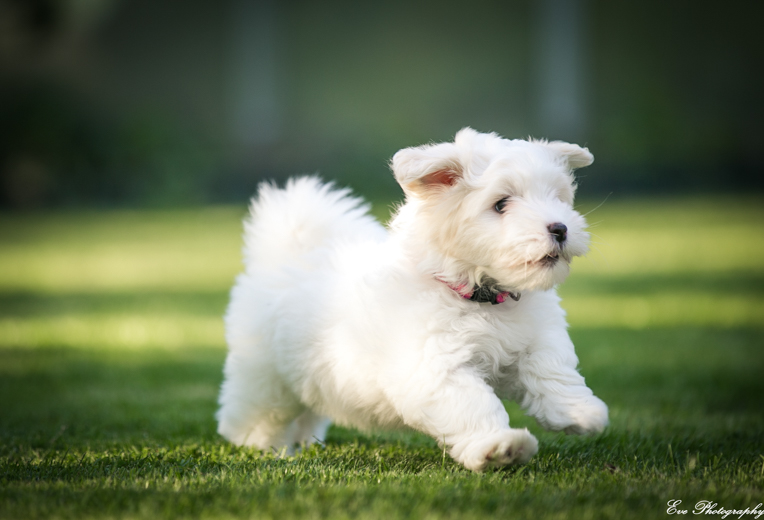 coton_de_tulear