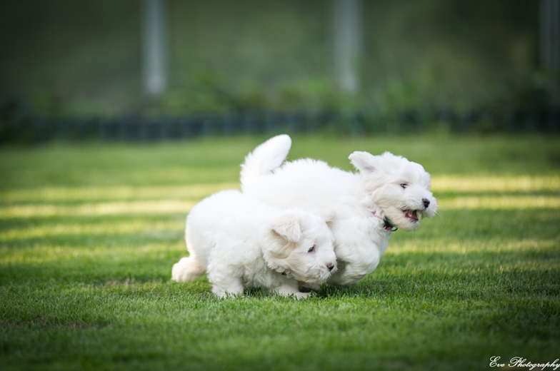 coton_de_tulear