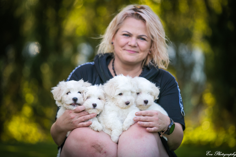 coton_de_tulear