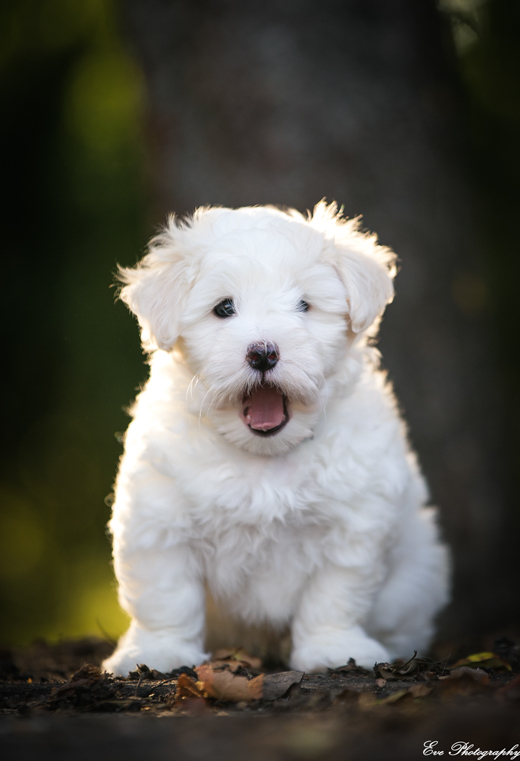 coton_de_tulear