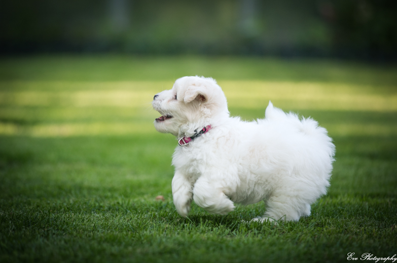 coton_de_tulear