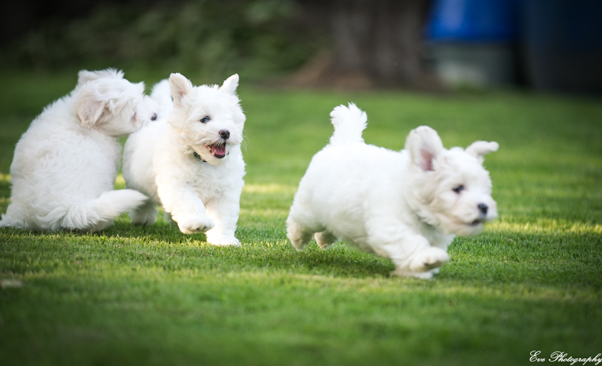 coton_de_tulear